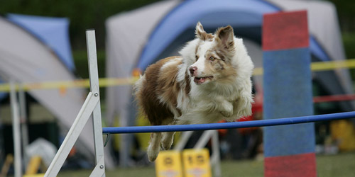 Hundeplatz Wiesbaden