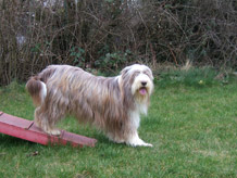 Hundeausbildung Mainz