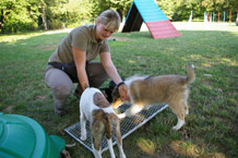 Hundeausbildung Wiesbaden